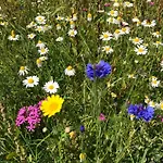 Da Sandra E Fulvio Apartman *